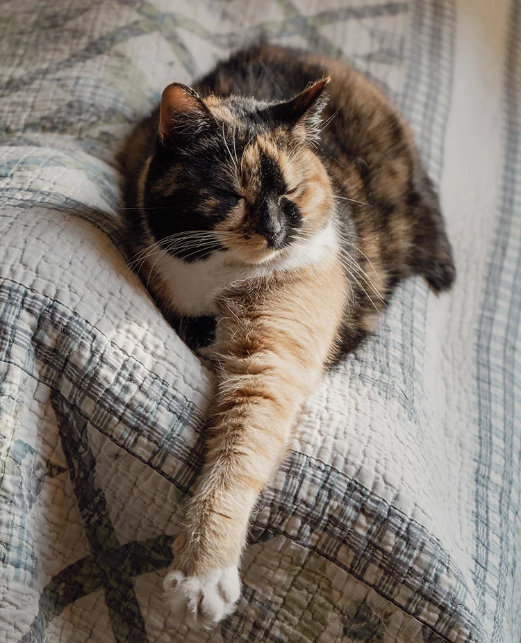 calico-cat-stretching A calico cat stretches out a leg while laying on a quilt