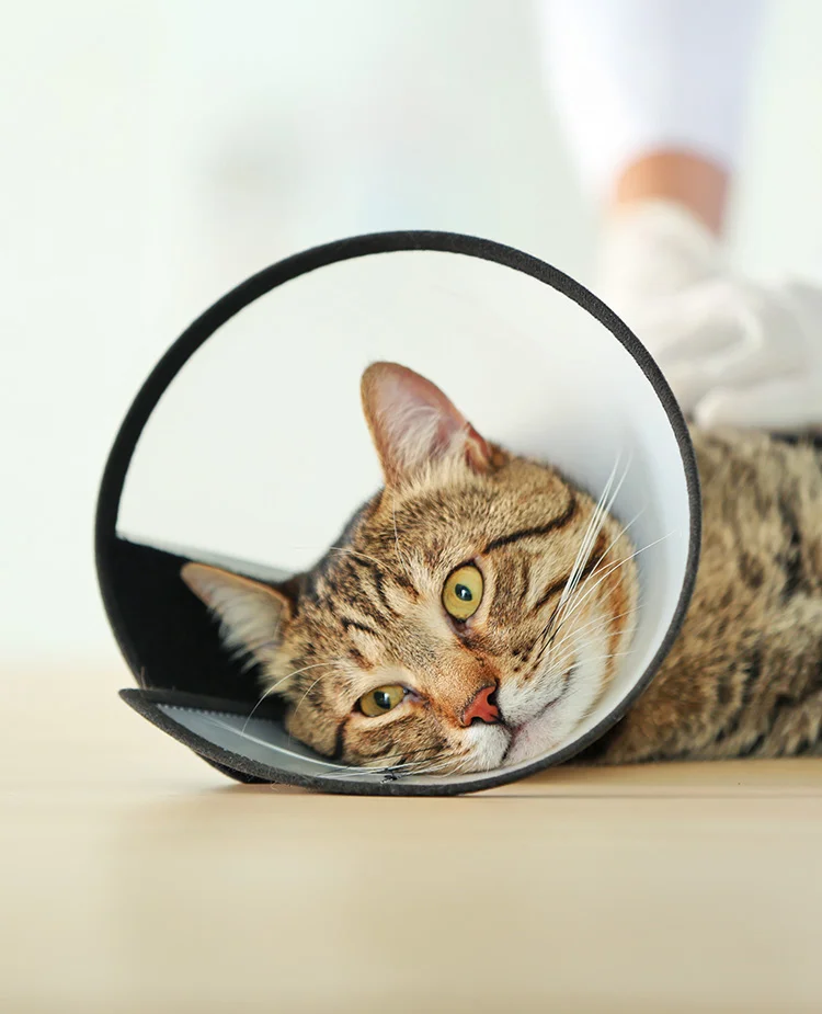 A closeup of a cat in a cone laying down