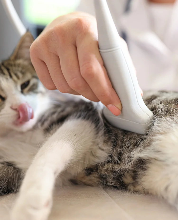 A closeup of a vet's hand using an ultrasound machine on a cat