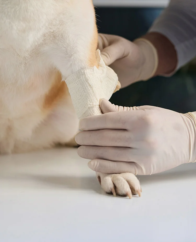 A closeup of a dog's leg being wrapped in a bandage by a veterinarian