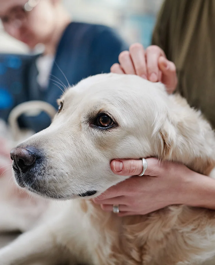 An elderly dog closeup while at a veterinary appointment