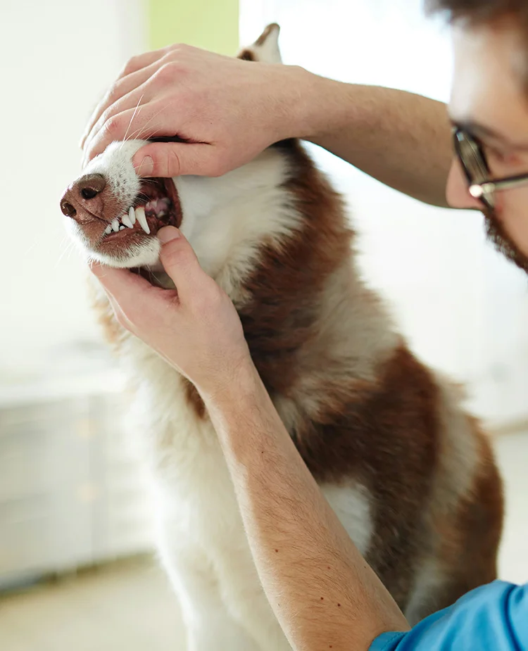 A dog gets its teeth checked by a veterinarian