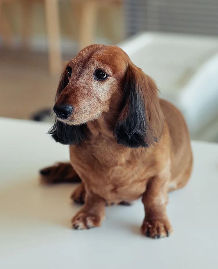 An elderly dog sits calmly on an exam table at the veterinarian