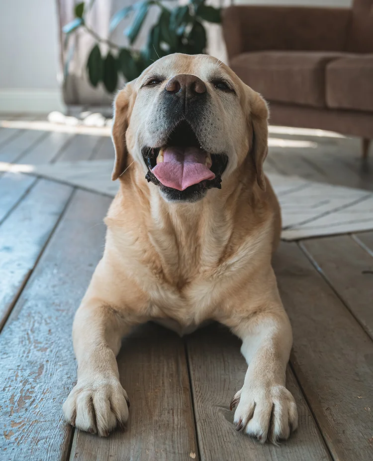 happy-dog-laying-on-floor A elderly yellow lab relaxes on a wood floor