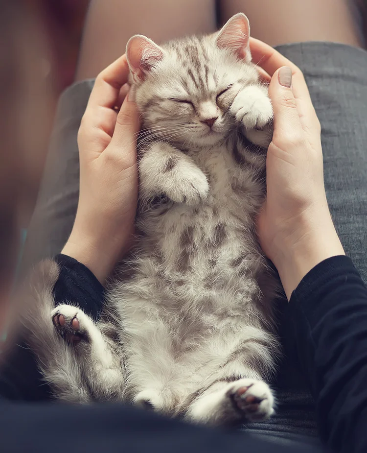 kitten-being-cradled A white kitten relaxes in its owners lap on its back