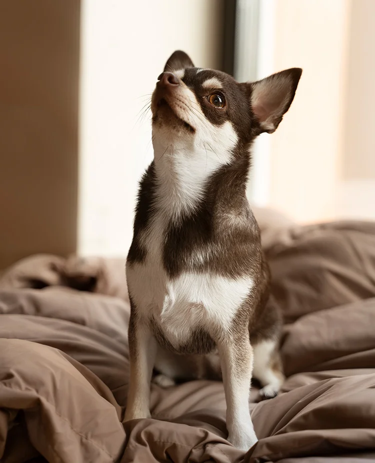 little-brown-chihuahua A small dog sits with its chin up