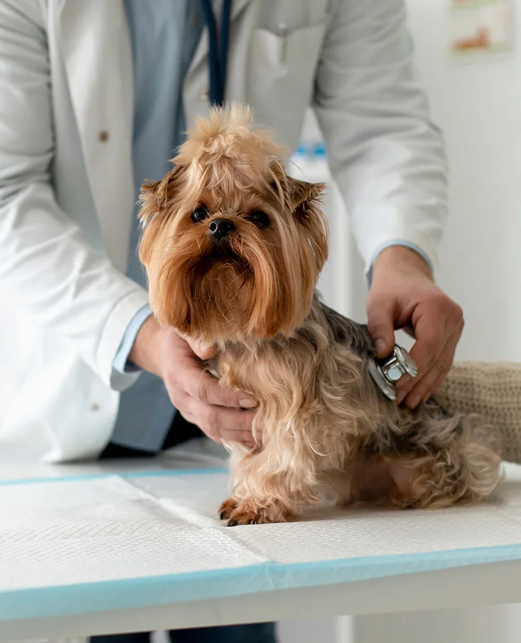 A little dog sits during a veterinary checkup