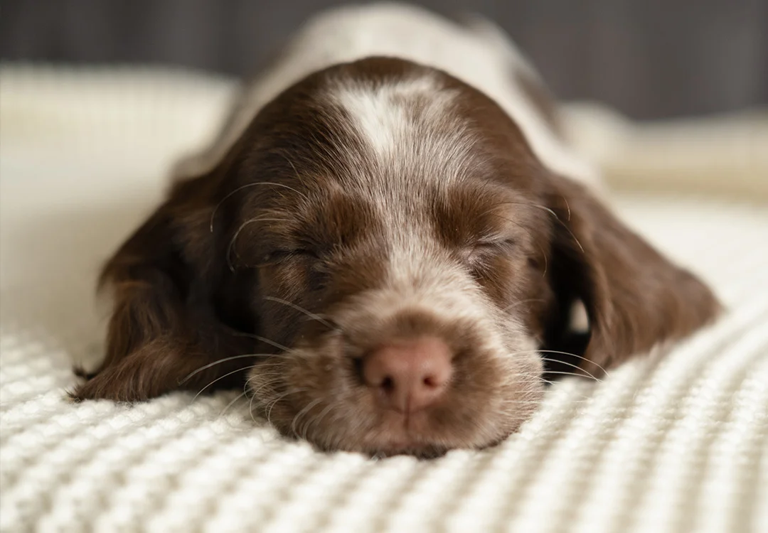 A closeup of a cute sleeping puppy's face