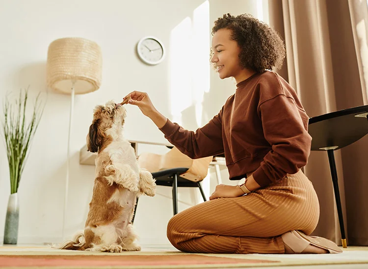 A young woman kneels on the floor to give her small dog a treat