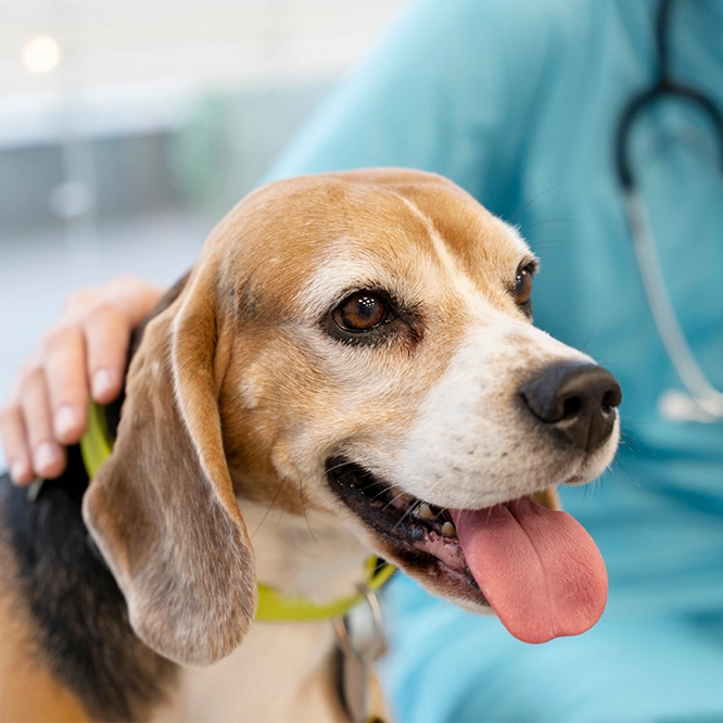 Beagle at the vet