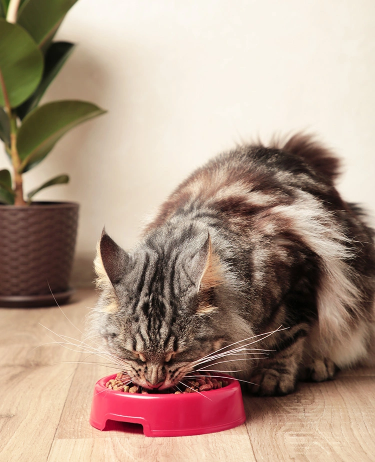 cat eating from a bowl